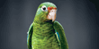 Rainforest Inn Parrot